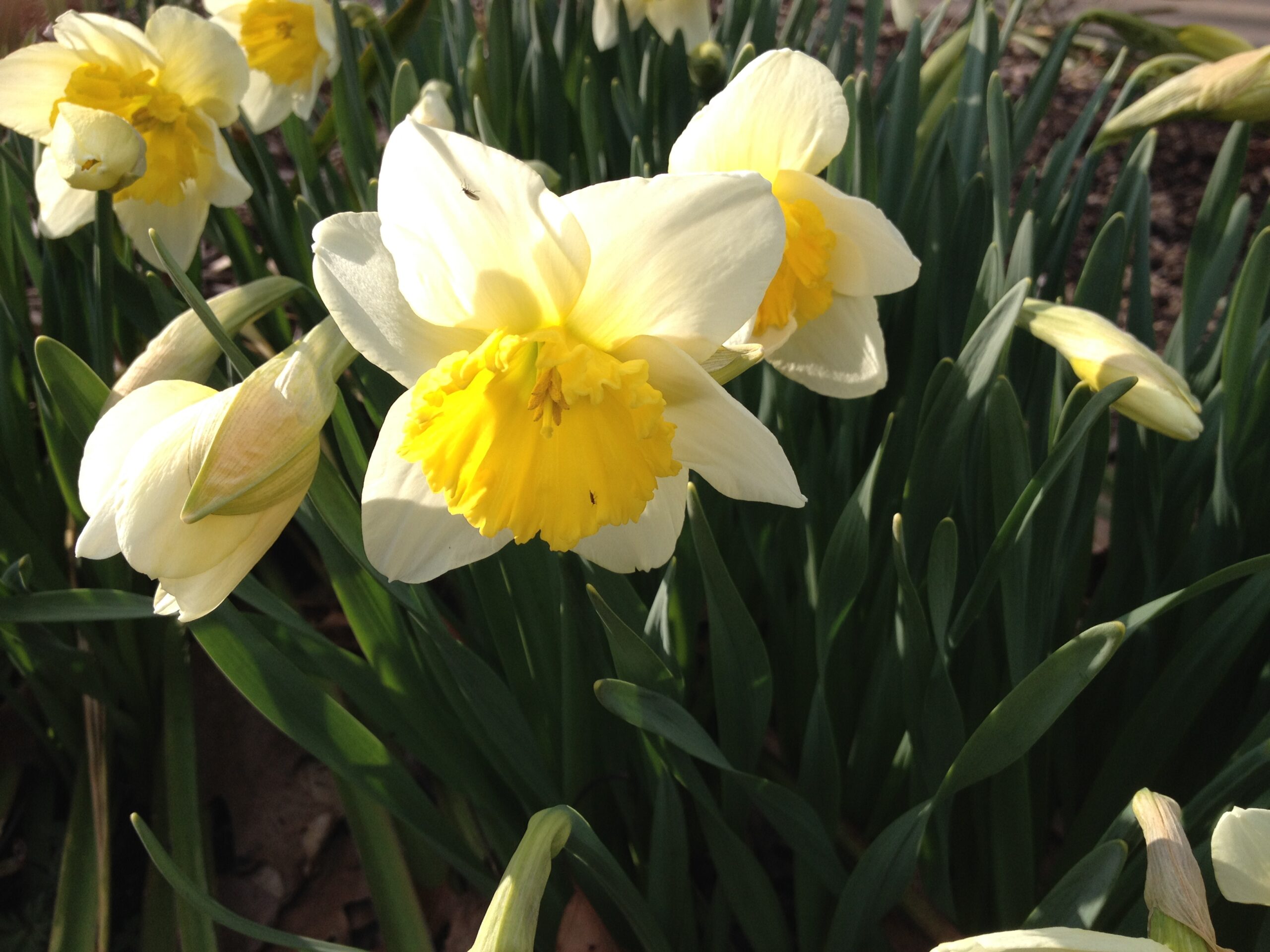 Daffodils in the garden in bloom.