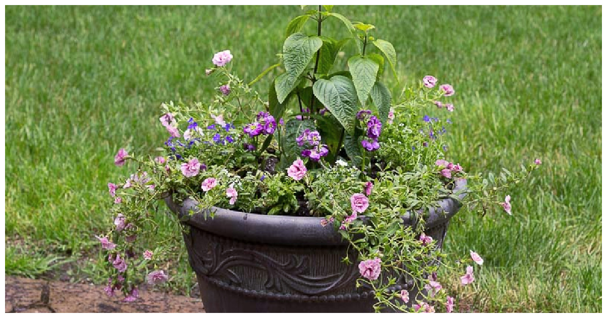 Container Plants for Full - Tips and Ideas