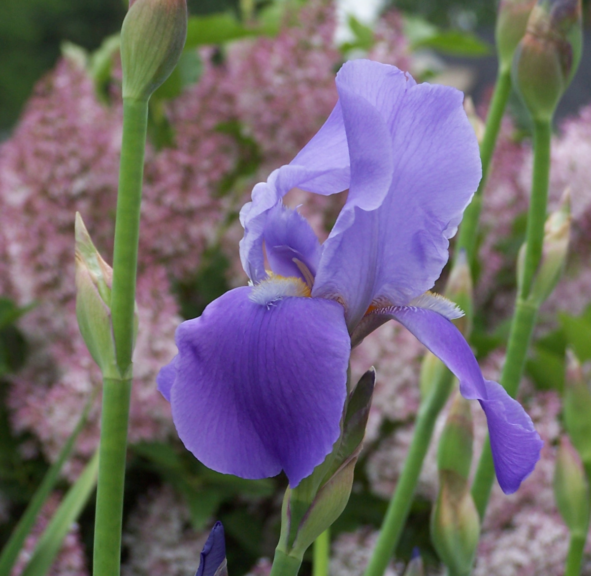 Light purple Iris flower in the garden.