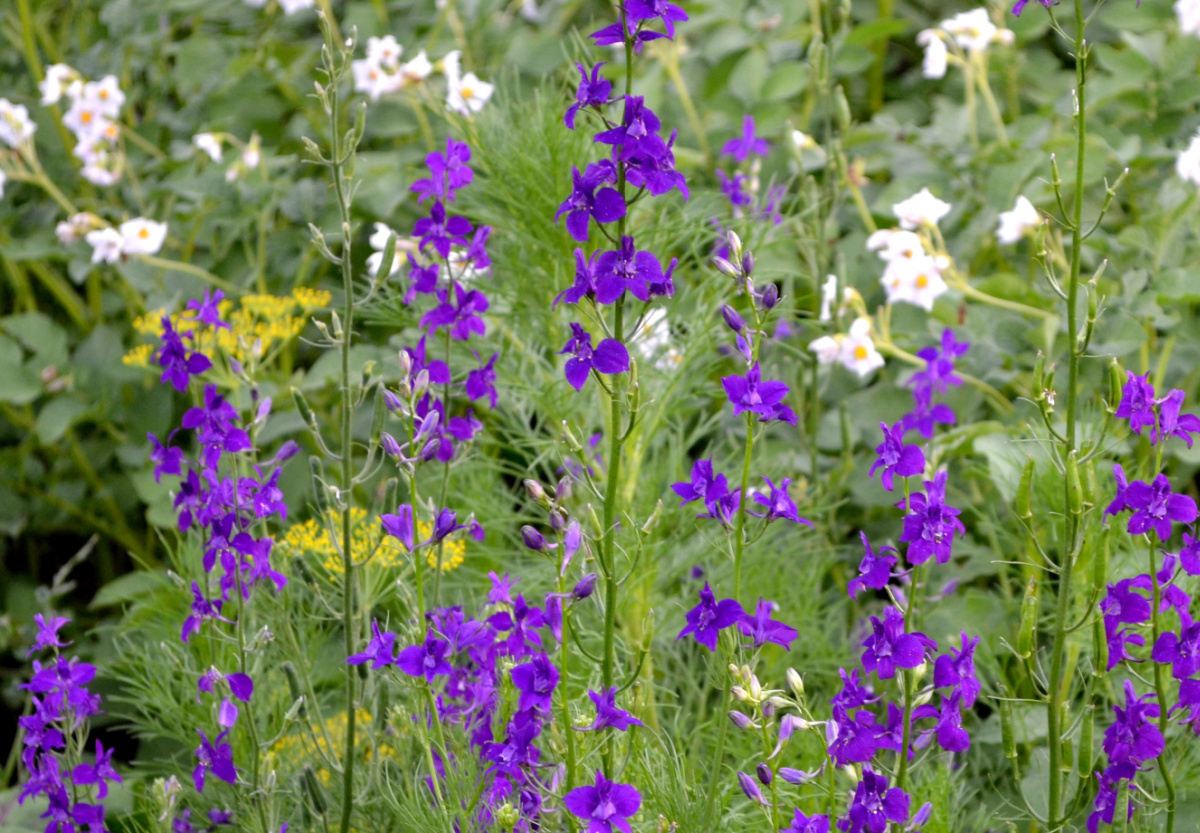 Dark purple larkspur in a garden.