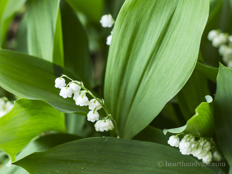 Close up of garden lily of the valley.