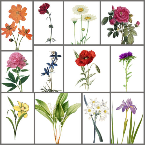 Collage of birth month flowers.