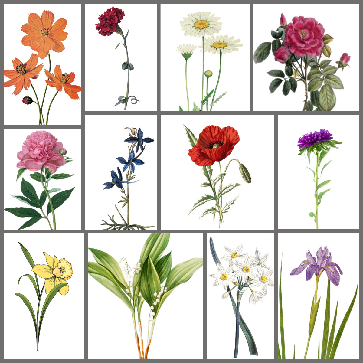 Collage of birth month flowers in a botanical print.
