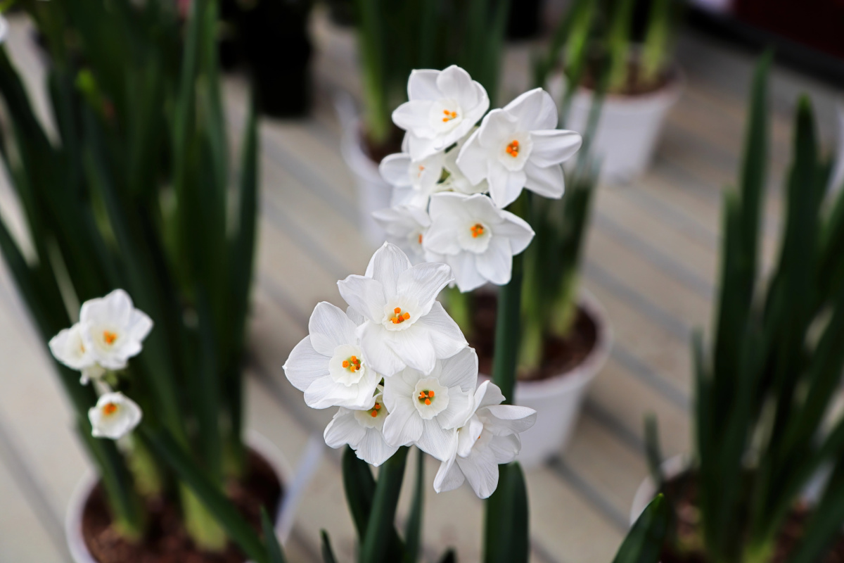 Containers of paperwhite in bloom.