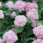 Invincibelle Spirit hydrangea pink shrub.