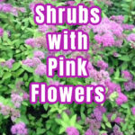 Pink flowering spirea shrub.