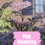 Elderberry shrub in bloom.