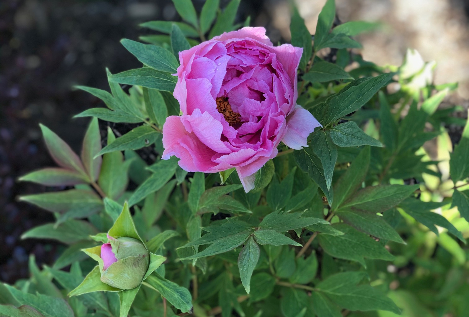 Pink peony in bloom and one bud.