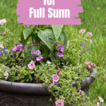 A flower planter with calibrachoa, salvia and stock.