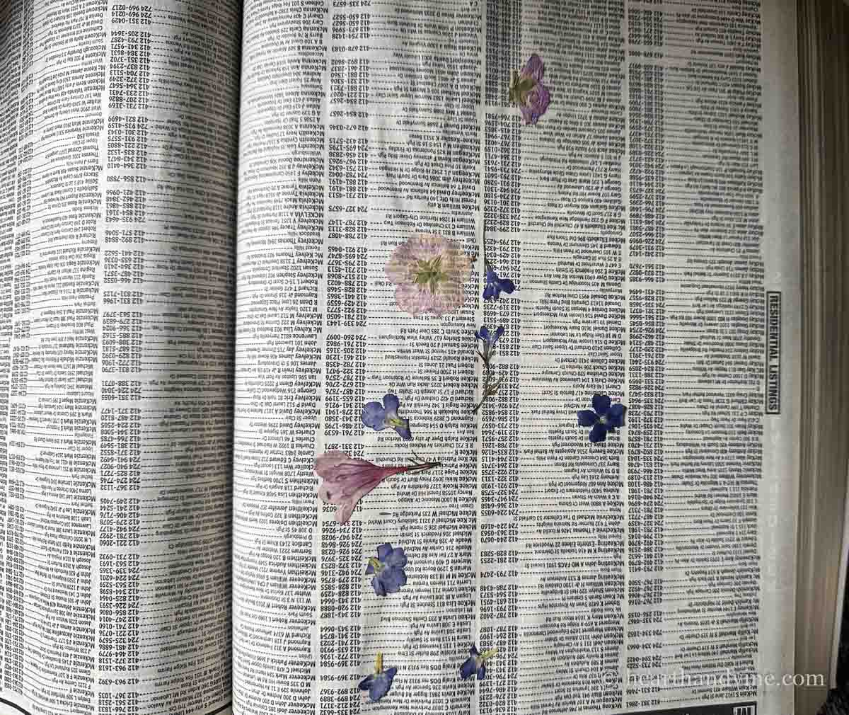 Flowers pressed in an old phonebook.