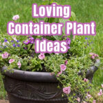 A flower planter with text overlay in full sun.