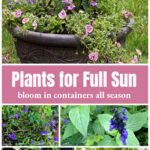 Full sun planter with flower choices such as calibrachoa, lobelia and salvia below.