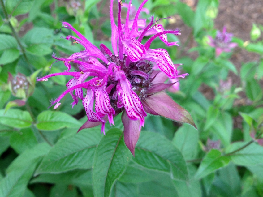 Close up of a single monarda 'blue stocking' blossom.