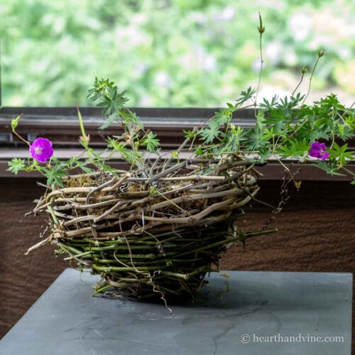 Hand woven grapevine basket with geranium plant inside.