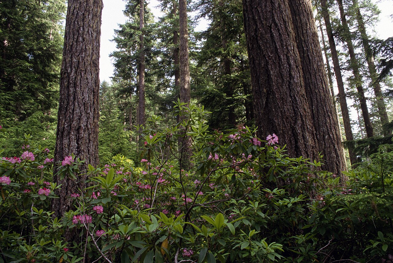 Flowering rhododendrons in the forest.