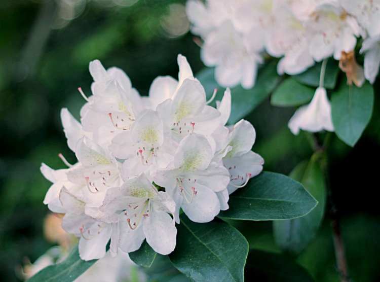 Close up look at white rhododendron flowers.