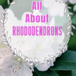 White rhododendron flowers with text overlay.