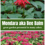 Single monarda didyma over a large crop of the same in bloom.