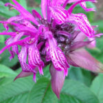 A close look at a singe bloom of Monarda 'Blue Stocking.'