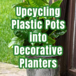 A mandevilla vine in an upcycled planter with text overlay.