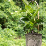 Grout covered plastic pot with a Black Eyed Susan vine inside.