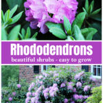 Lavender rhododendron cluster flower over the entire shrub.