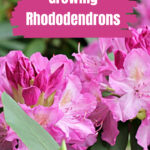 Close look at pink rhododendron flowers.