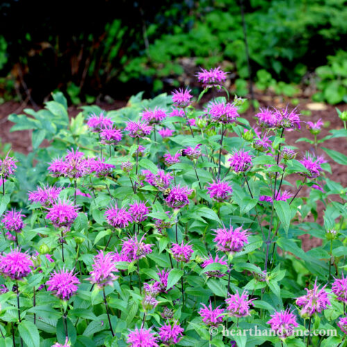 Blue stocking bee balm with bees on it.