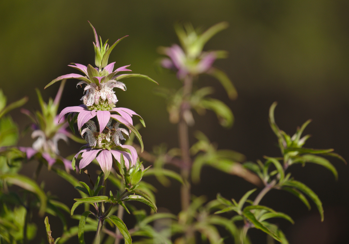 Monarda punctata or spotted bee balm in bloom.