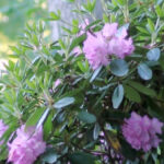 Pink flowering rhododendron shrub.