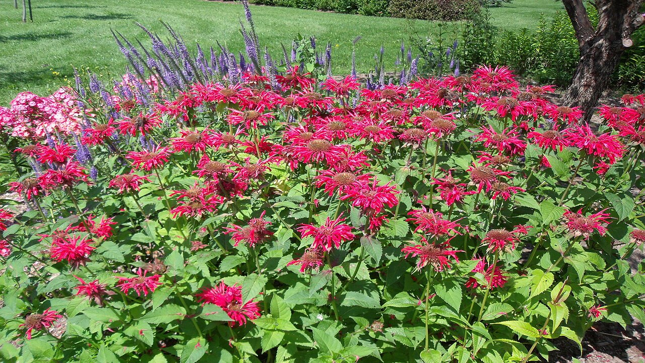 Large garden patch of red Monarda didyma.