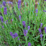 English lavender in the garden.