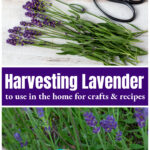 Cut lavender stems with floral shears over a hand cutting the same from a shrub in the garden.