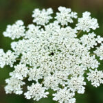 Close up view of a Queen Anne's flower head.