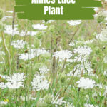 A field of Queen Anne's Lace flowers.