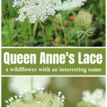 Queen Anne's lace flower in bloom over the same flower just starting to bloom.