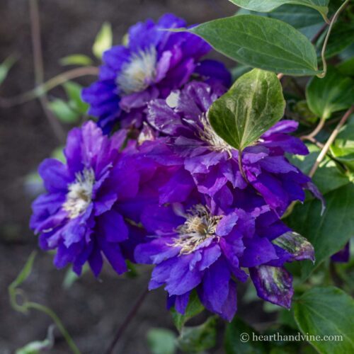 Double flower purple clematis.