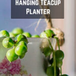 A closeup look at some string of pearls growing out of a hanging teacup.