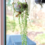 A full view of string of pearls in a window growing out of a white and roses tea cup.