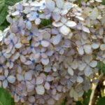 A bluish hydrangea flower drying on the shrub.
