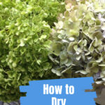 Green and white hydrangea flowers drying.