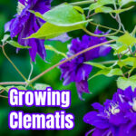 Side view of dark blue clematis flowers.