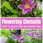 Single pink clematis flower over several of the same just starting to bloom.