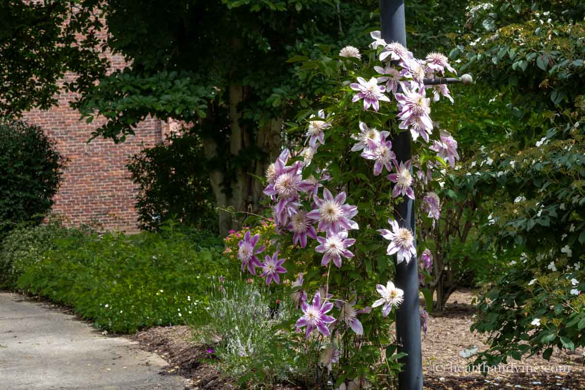 Full bloom striped pink and white clematis blooms on a black post along a sidewalk.