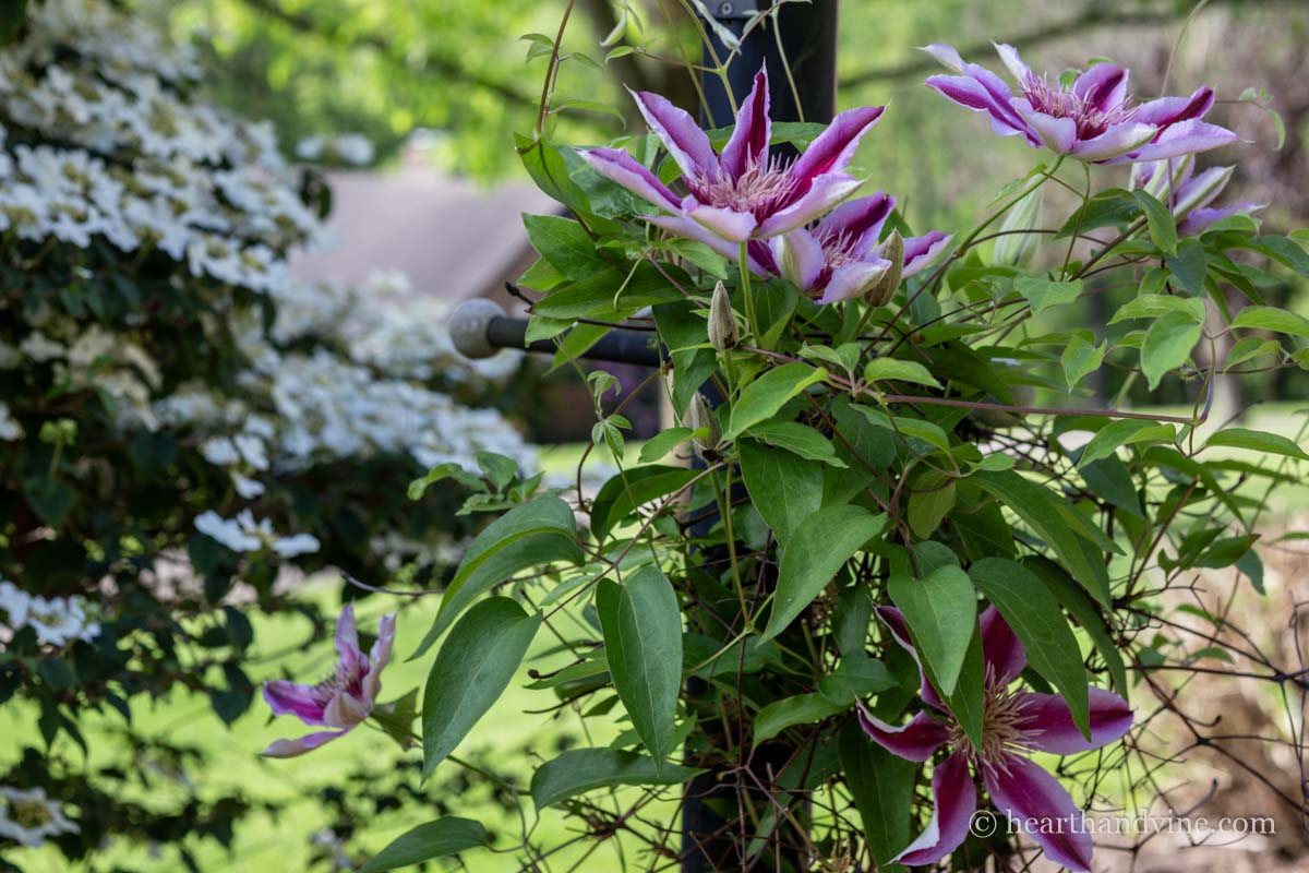 Pink and white full clematis vine growing up a lamp post.