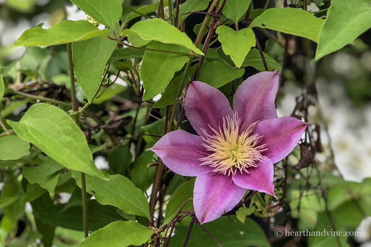 A single pink clematis flower on a lamp.