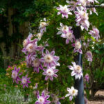Lamp post covered in pink and white striped clematis flowers.