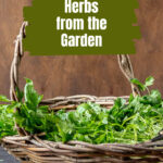 Wicker basket of fresh cut herbs.