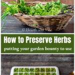 Basket of fresh cut herbs over an ice cube tray filled with chopped herbs.