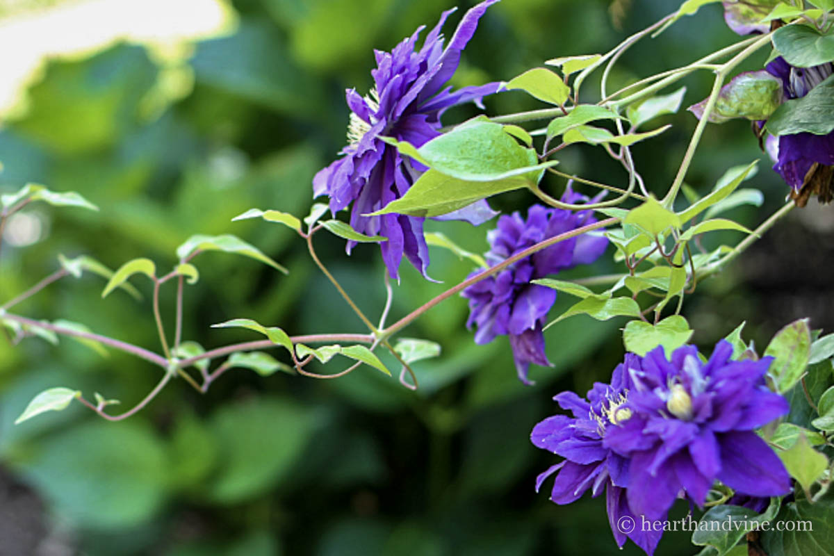 Double dark purple blooms on a clematis vine.